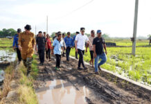 Bupati Lampung Selatan, Radityo Egi Pratama Turun ke Sawah! Janji Tuntaskan Jalan Tani yang Terbengkalai Puluhan Tahun